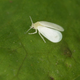 A greenhouse whitefly. Photo credit: gbohne/Wikimedia Commons